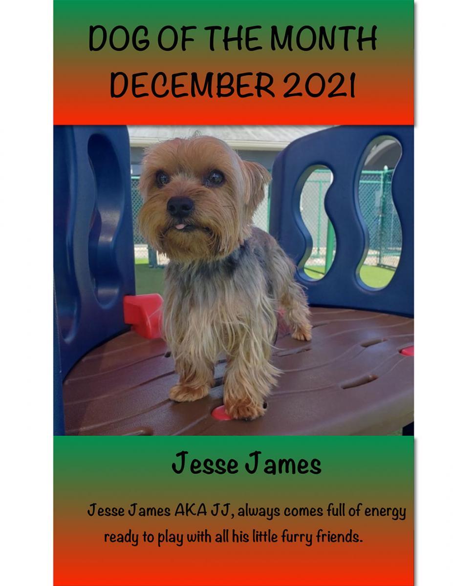 DOG OF THE MONTH DECEMBER 2021
