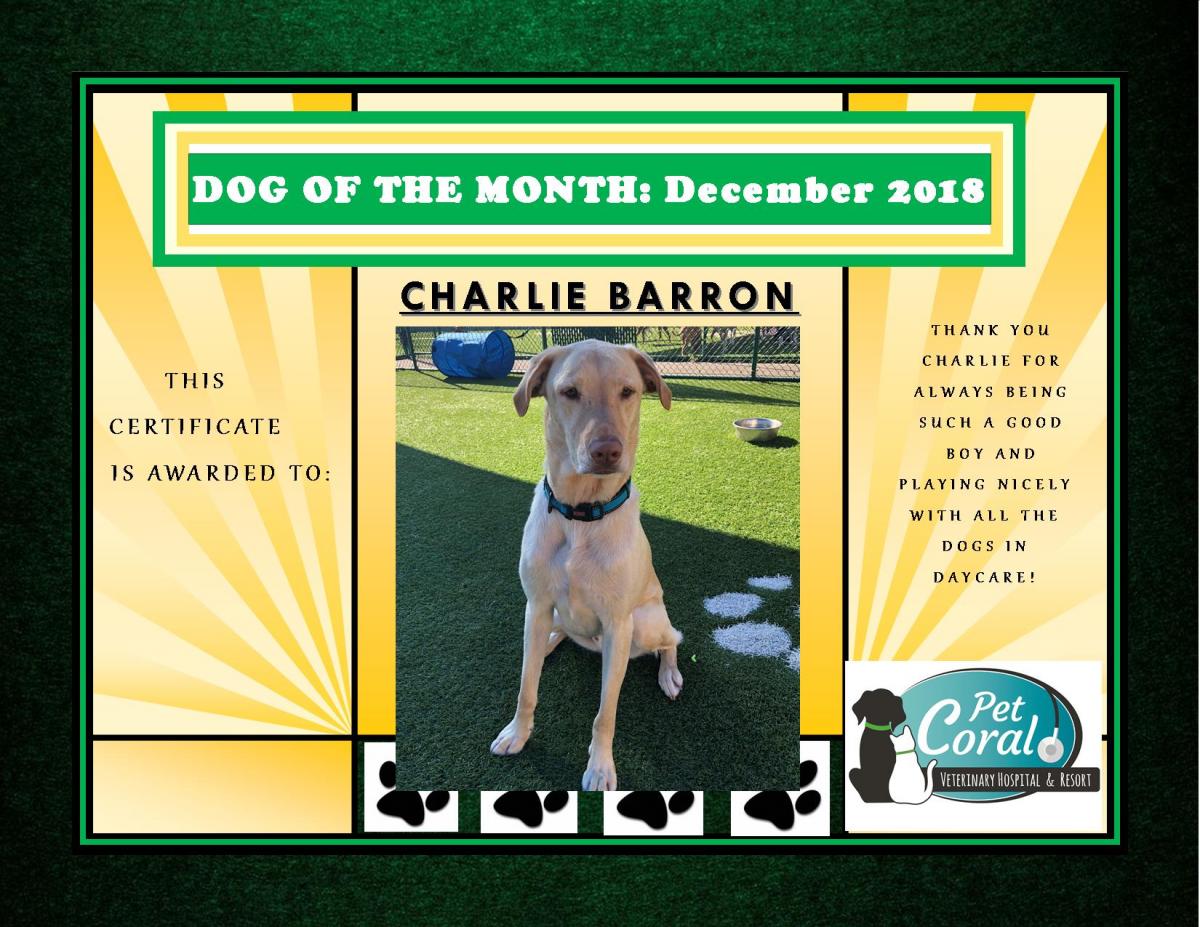 DOG OF THE MONTH- DECEMBER 2018