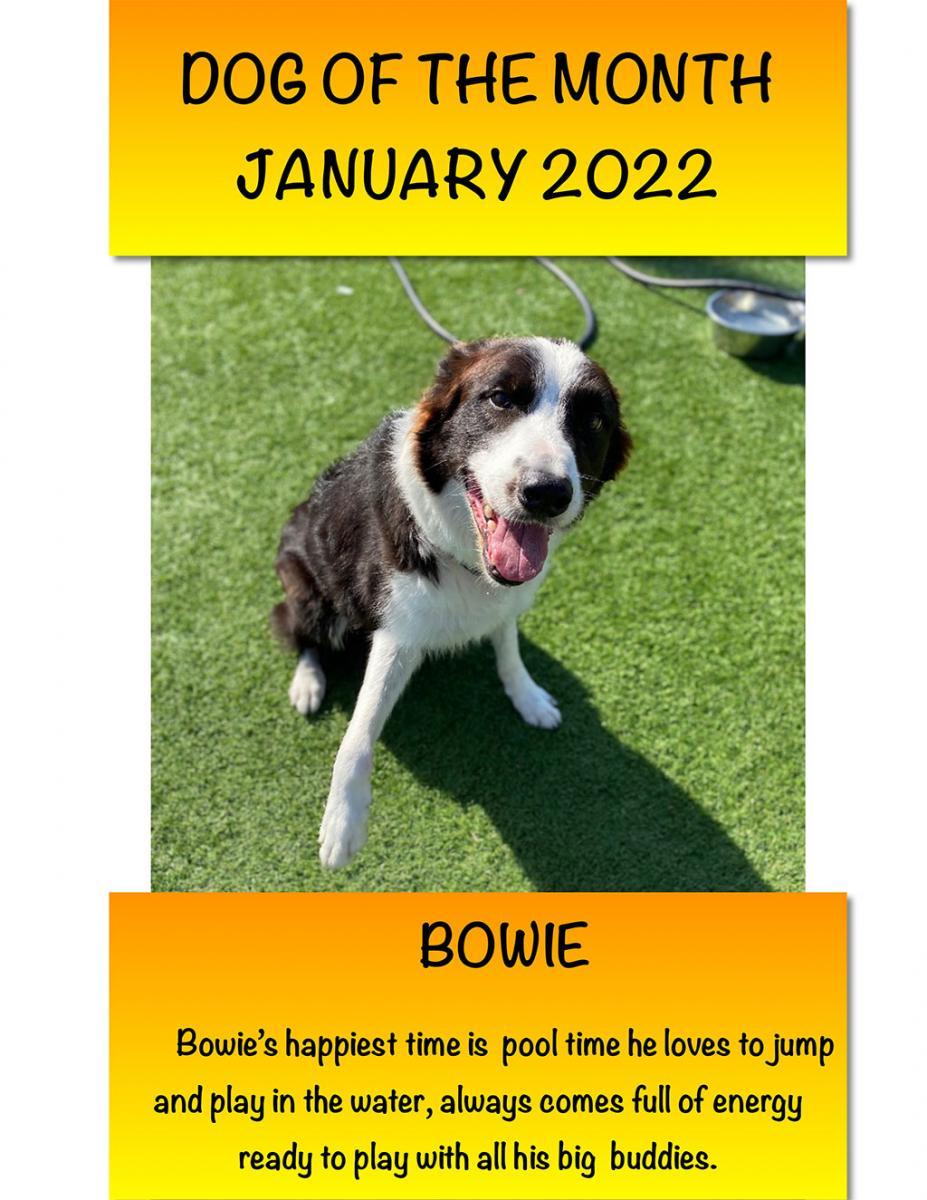 DOG OF THE MONTH JANUARY 2022