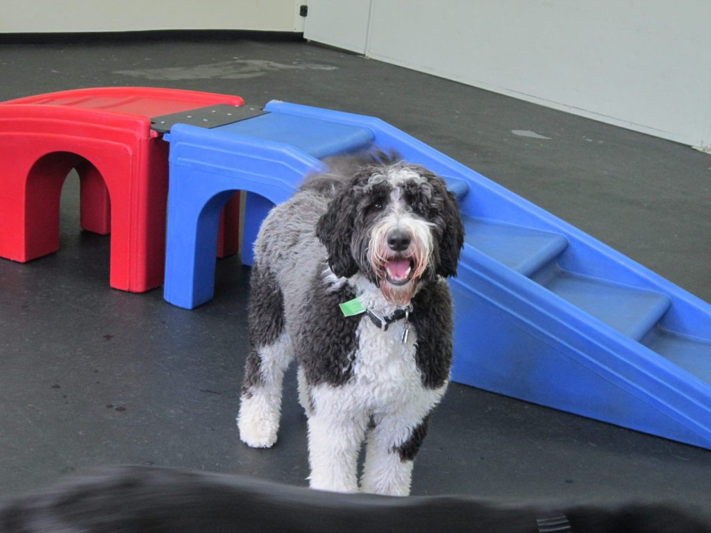 Veterinarian Pet Daycare in Cape Coral, FL PetCoral Resort and Veterinary