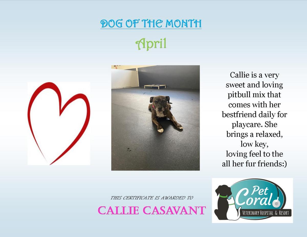04 - Apr - 2020 - Dog of the month