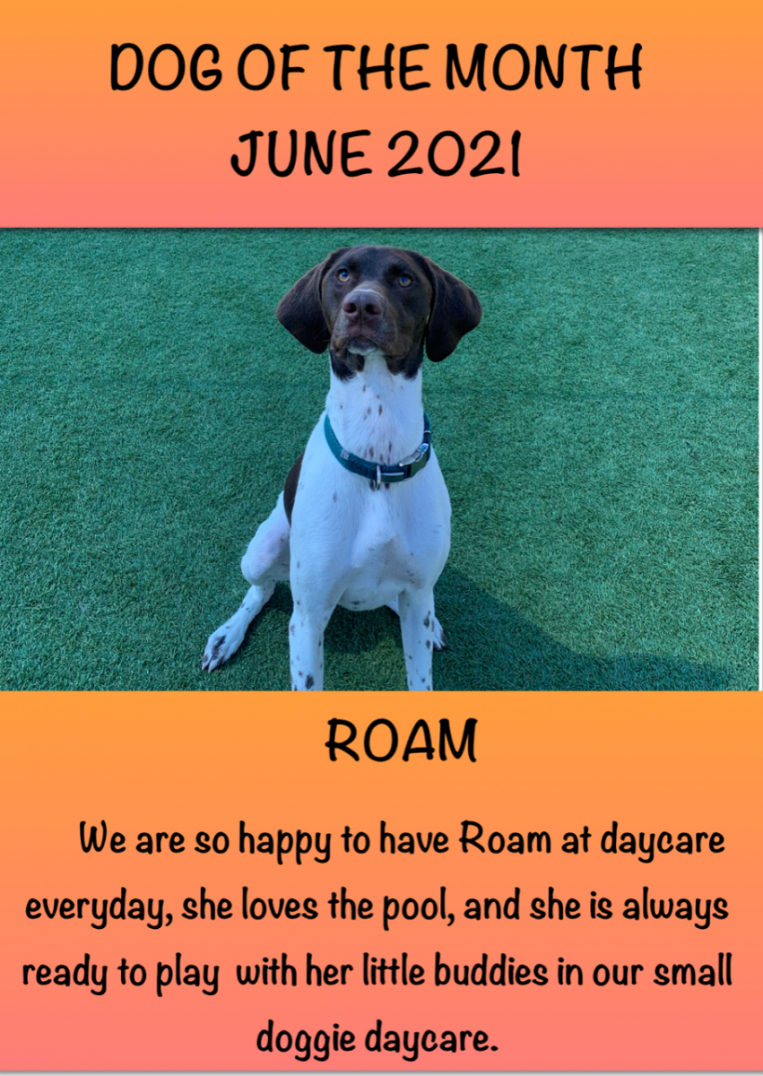 06 - Jun - 2021 - Dog of the month
