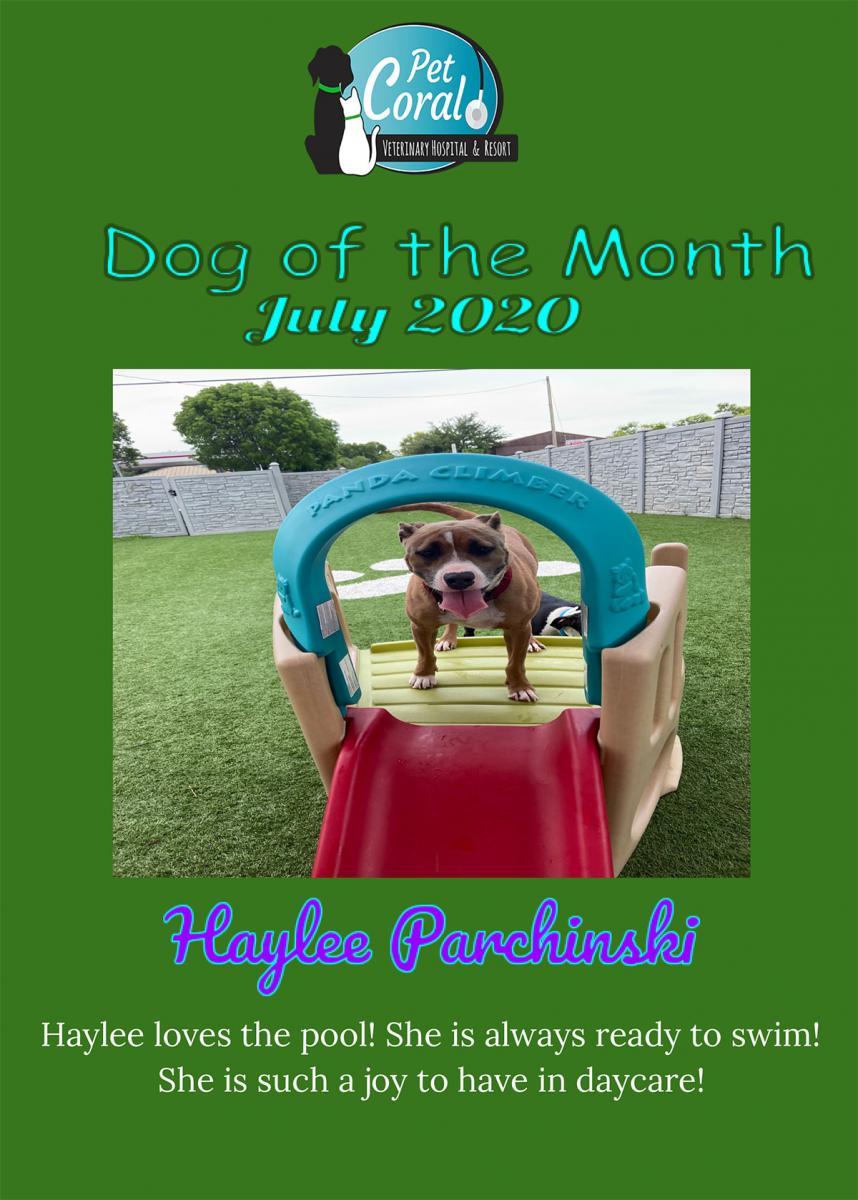 07 - Jul - 2020 - Dog of the month