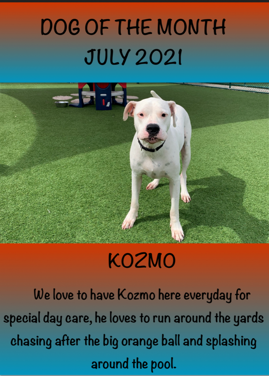 07 - Jul - 2021 - Dog of the month