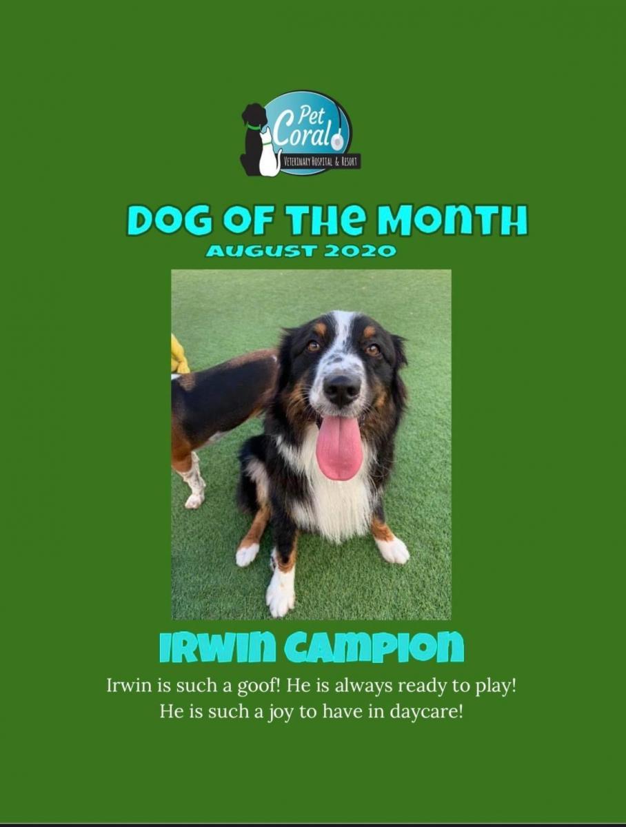08 - Aug - 2020 - Dog of the month