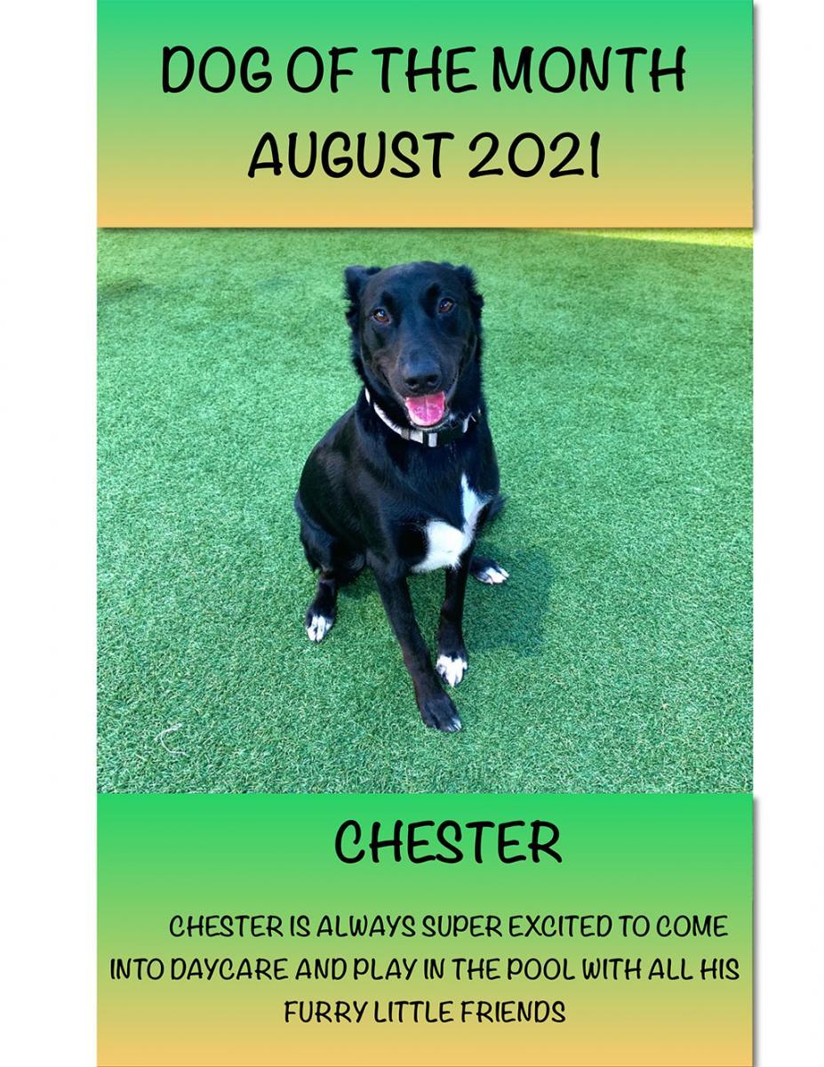 08 - Aug- 2021 - Dog of the month