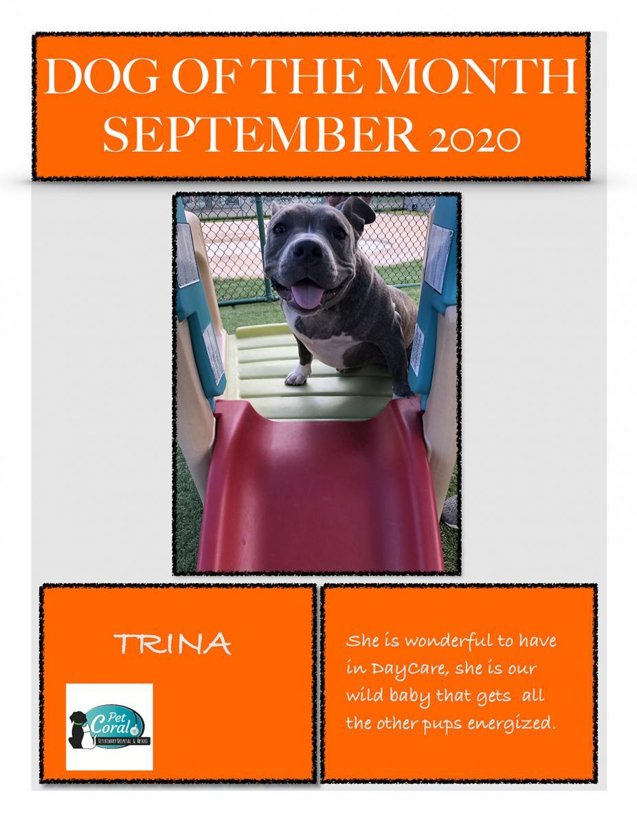 09 - Sept - 2020 - Dog of the month