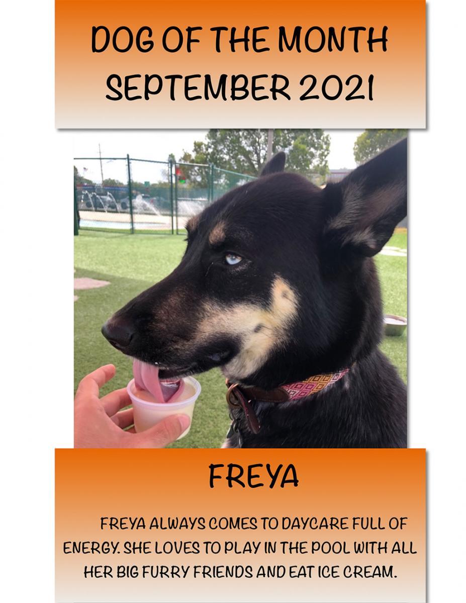 09 - Sept - 2021 - Dog of the month