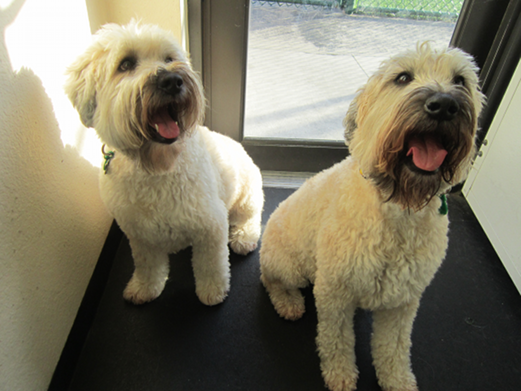Maggie And Sadie - December