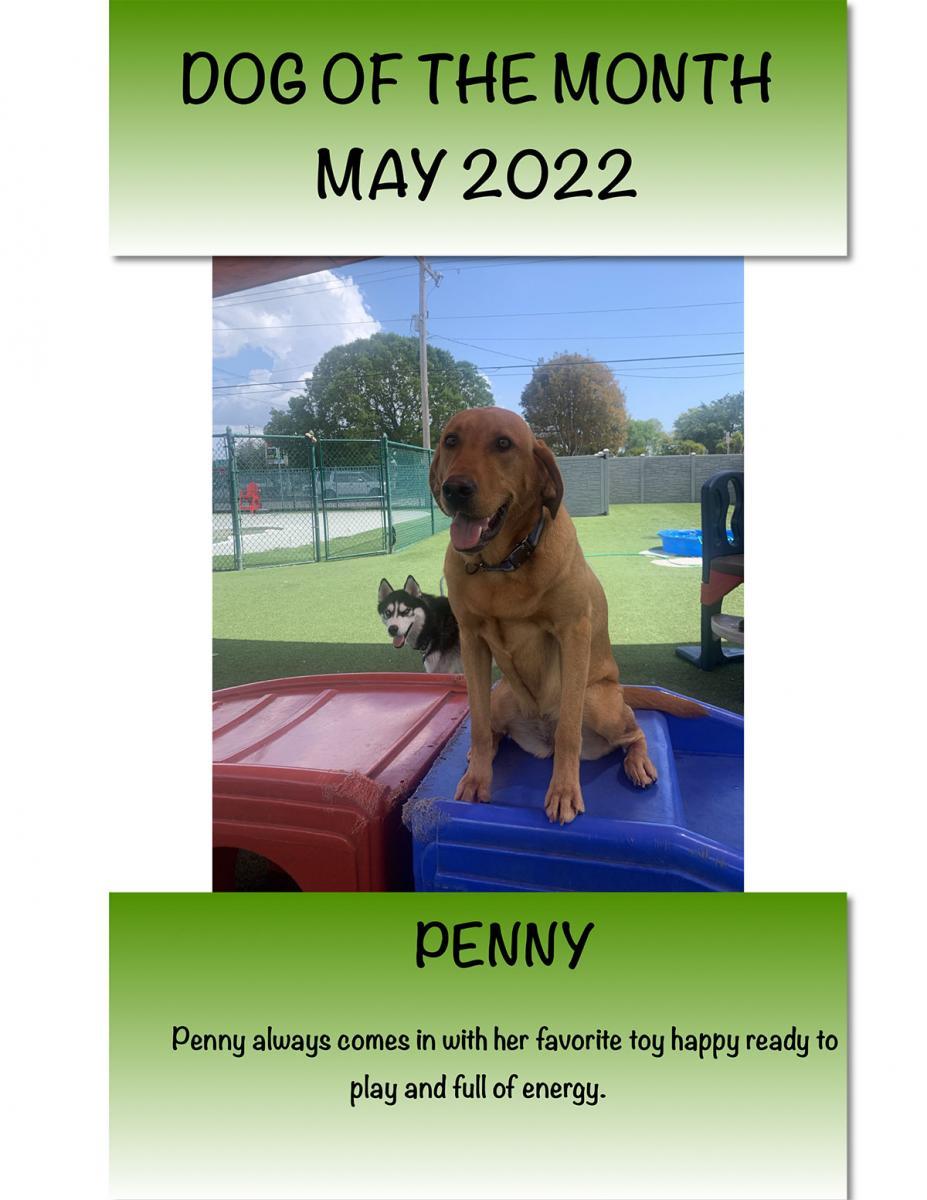 DOG OF THE MONTH MAY 2022