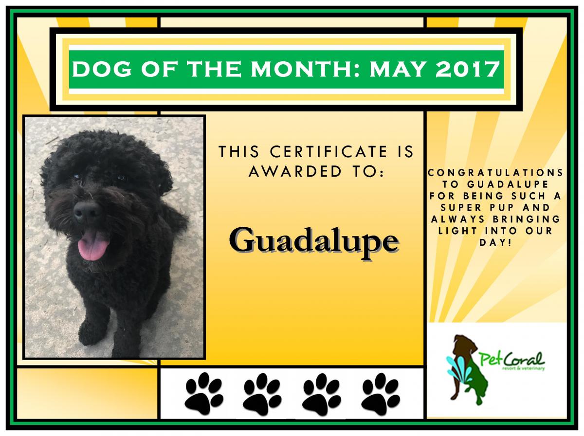 DOG OF THE MONTH-GUADALUPE (MAY 2017)