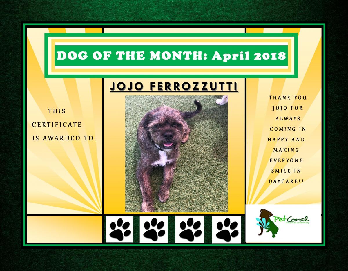 DOG OF THE MONTH- APRIL 2018 (JOJO)