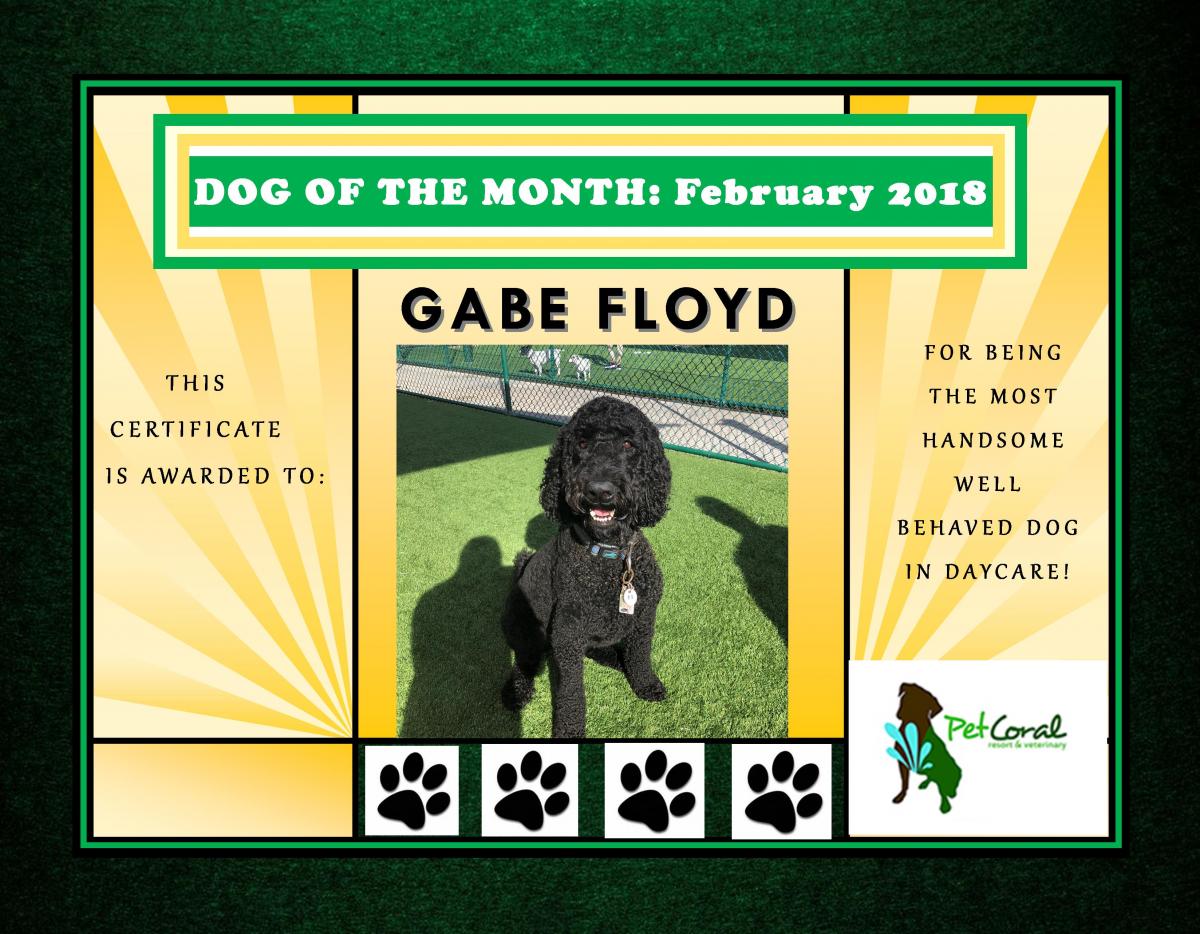DOG OF THE MONTH- FEBRUARY 2018 (GABE FLOYD)