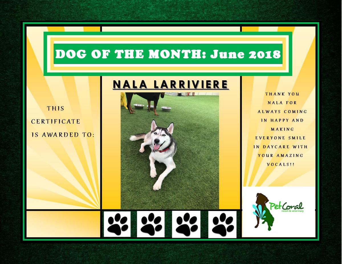 DOG OF THE MONTH- JUNE 2018