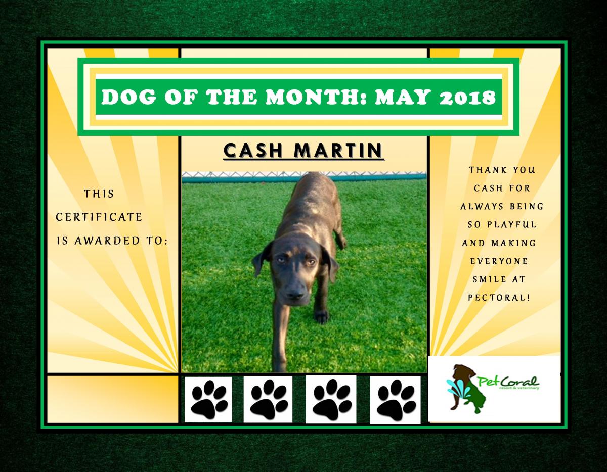 DOG OF THE MONTH- MAY 2018- CASH MARTIN