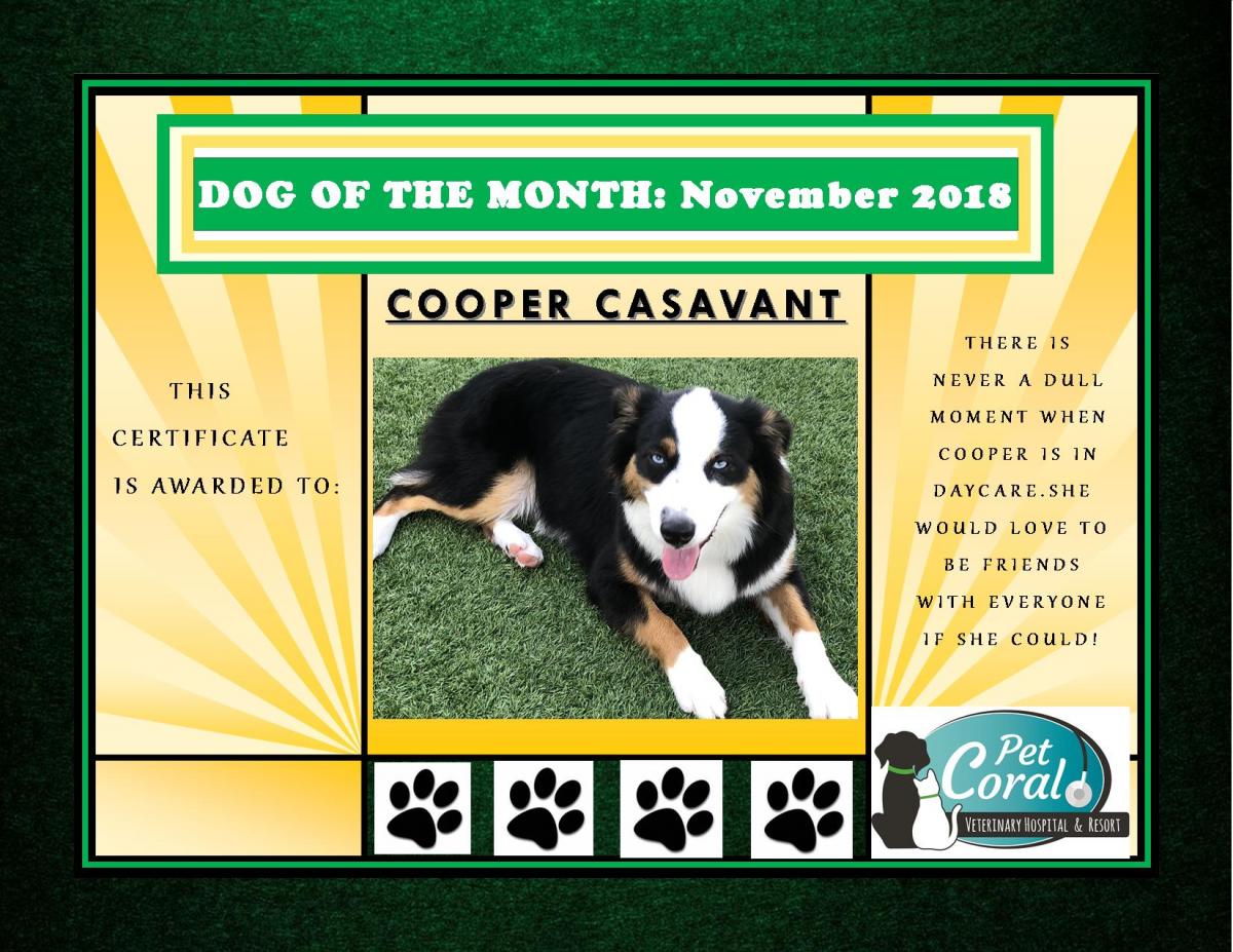 DOG OF THE MONTH- NOVEMBER 2018