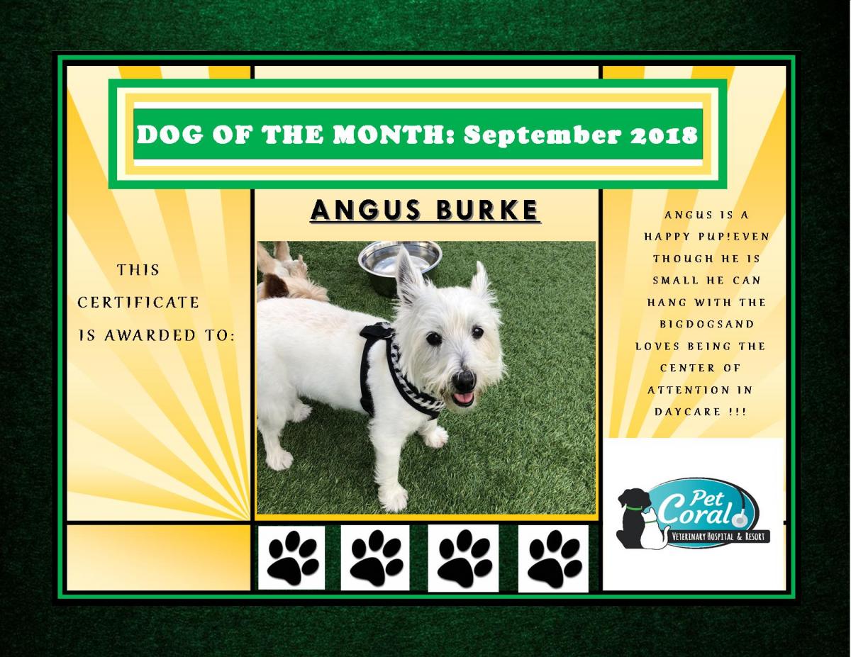 DOG OF THE MONTH- September 2018