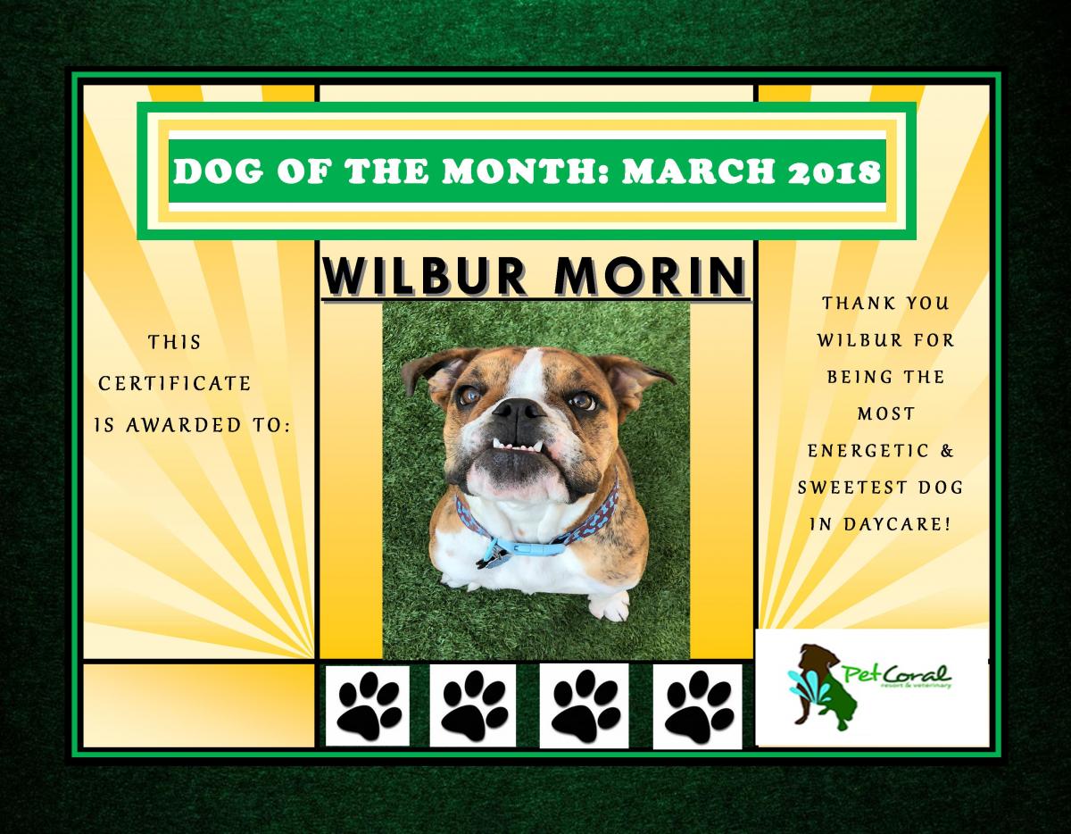 DOG OF THE MONTH- MARCH 2018 (WILBUR)
