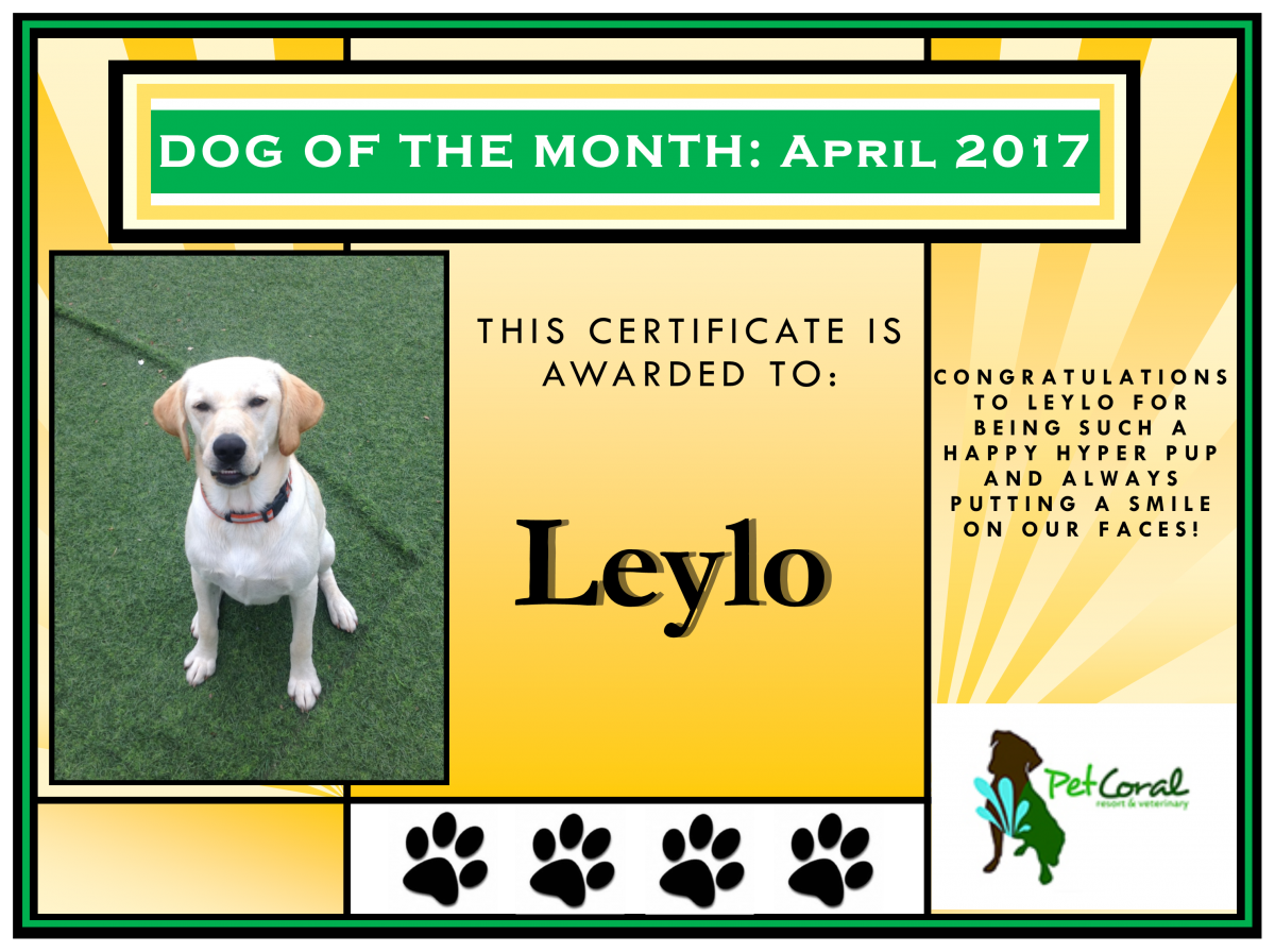 Leylo Pet Coral